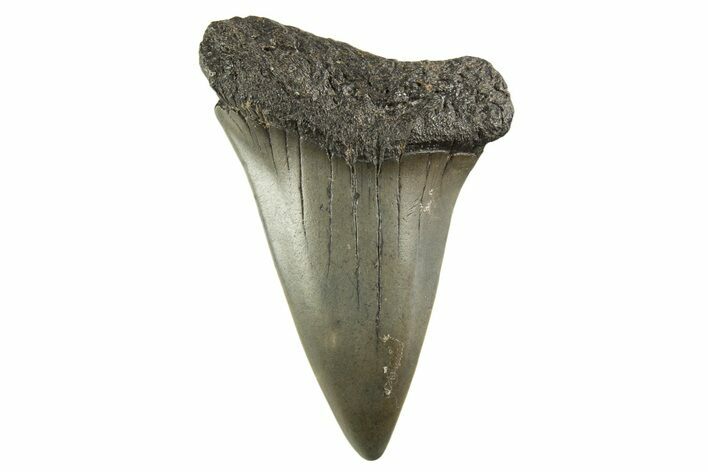 Fossil Broad-Toothed Mako Tooth - South Carolina #332396